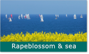rapeblossom and sea