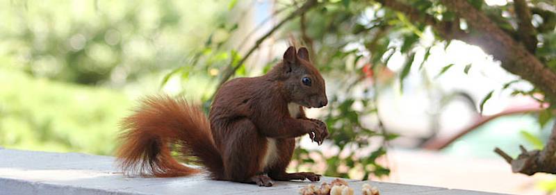 Eichhörnchen auf der Terrasse des Park-Hotels